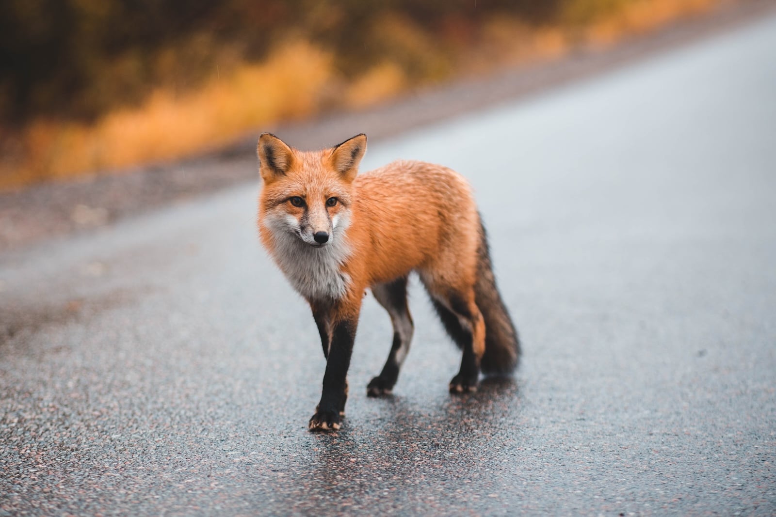 fox on wet street